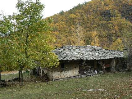 Bosc Baud